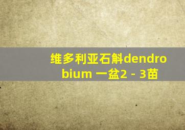 维多利亚石斛dendrobium 一盆2 - 3苗
